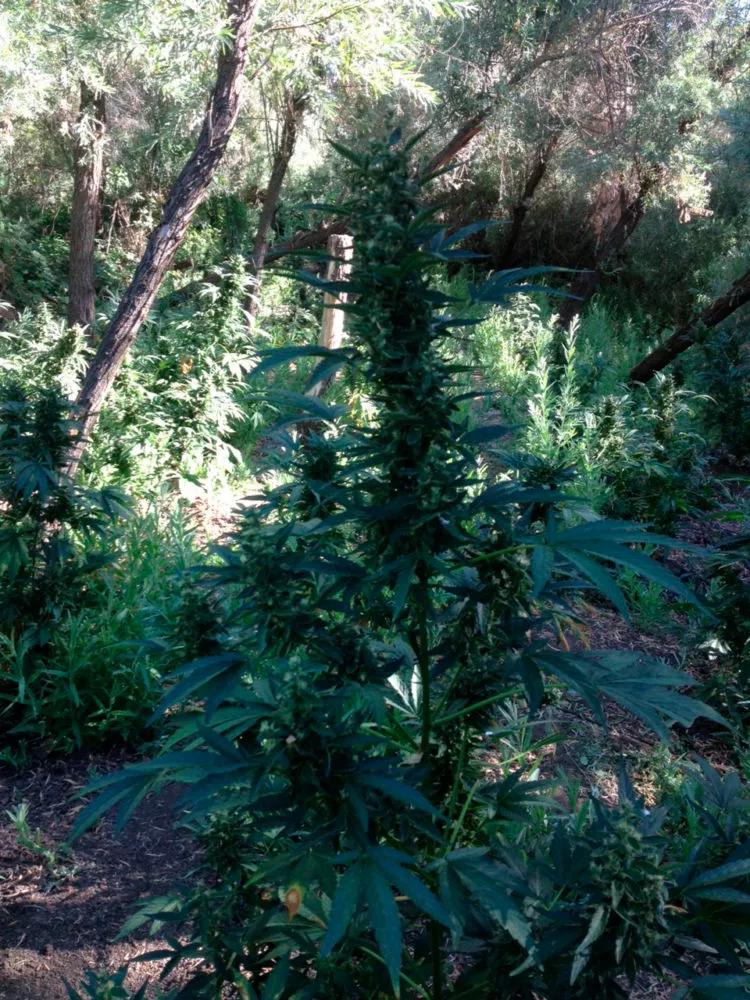 Incautan miles de plantas de cannabis cultivadas en parques nacionales de California