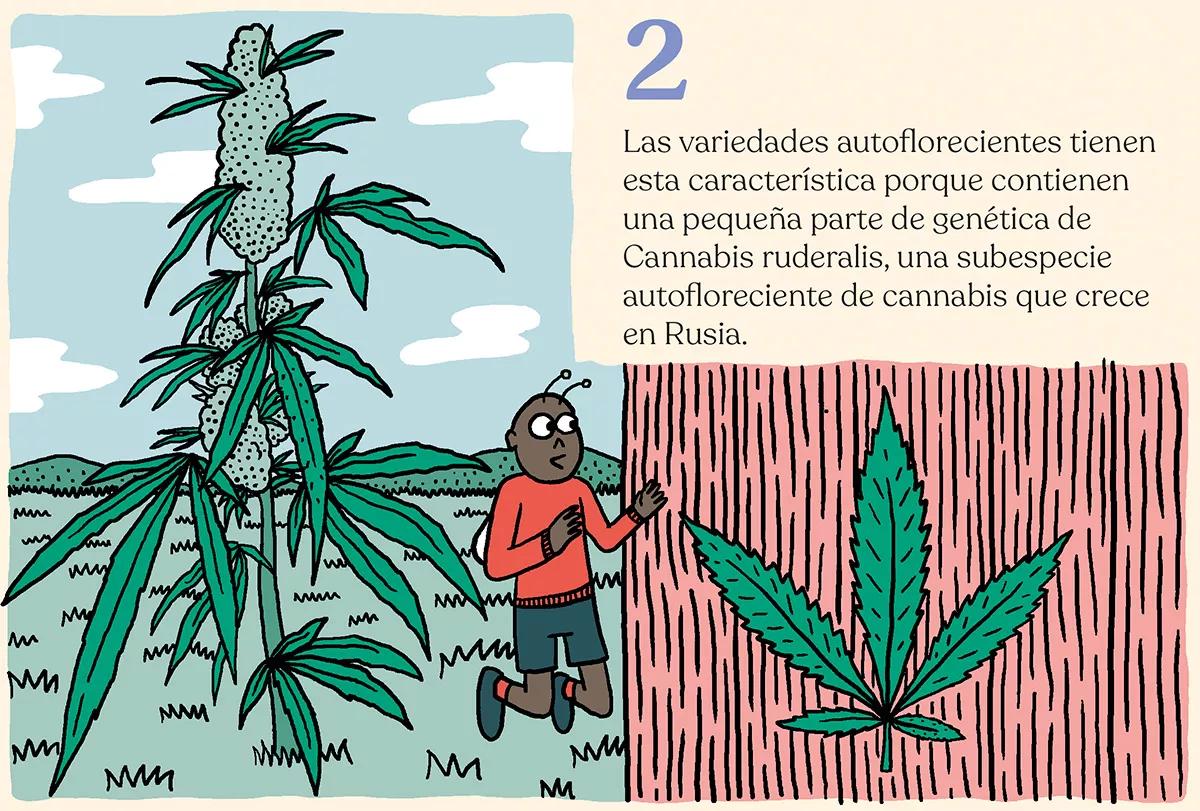 Variedades autoflorecientes: secretos de los cogollos automáticos