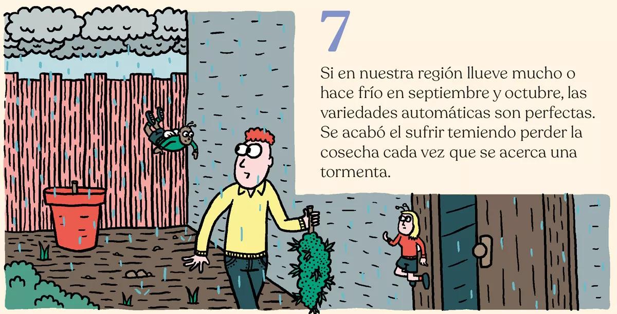 Variedades autoflorecientes: secretos de los cogollos automáticos
