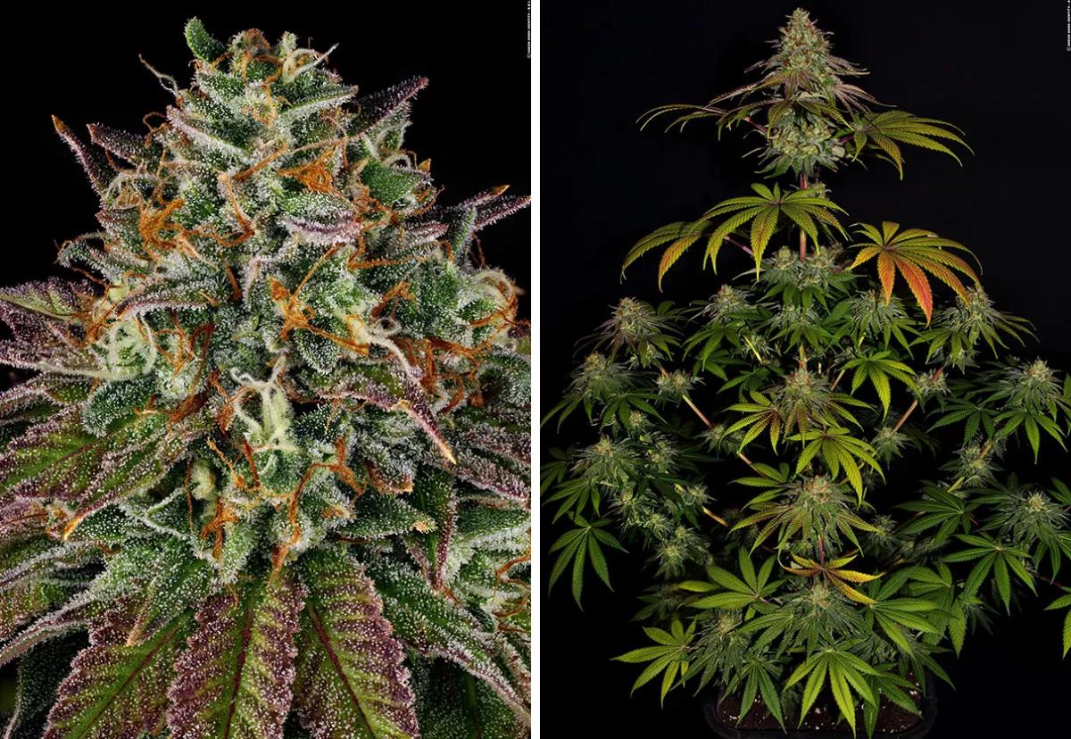 Barney’s Farm strain story Wedding Cake