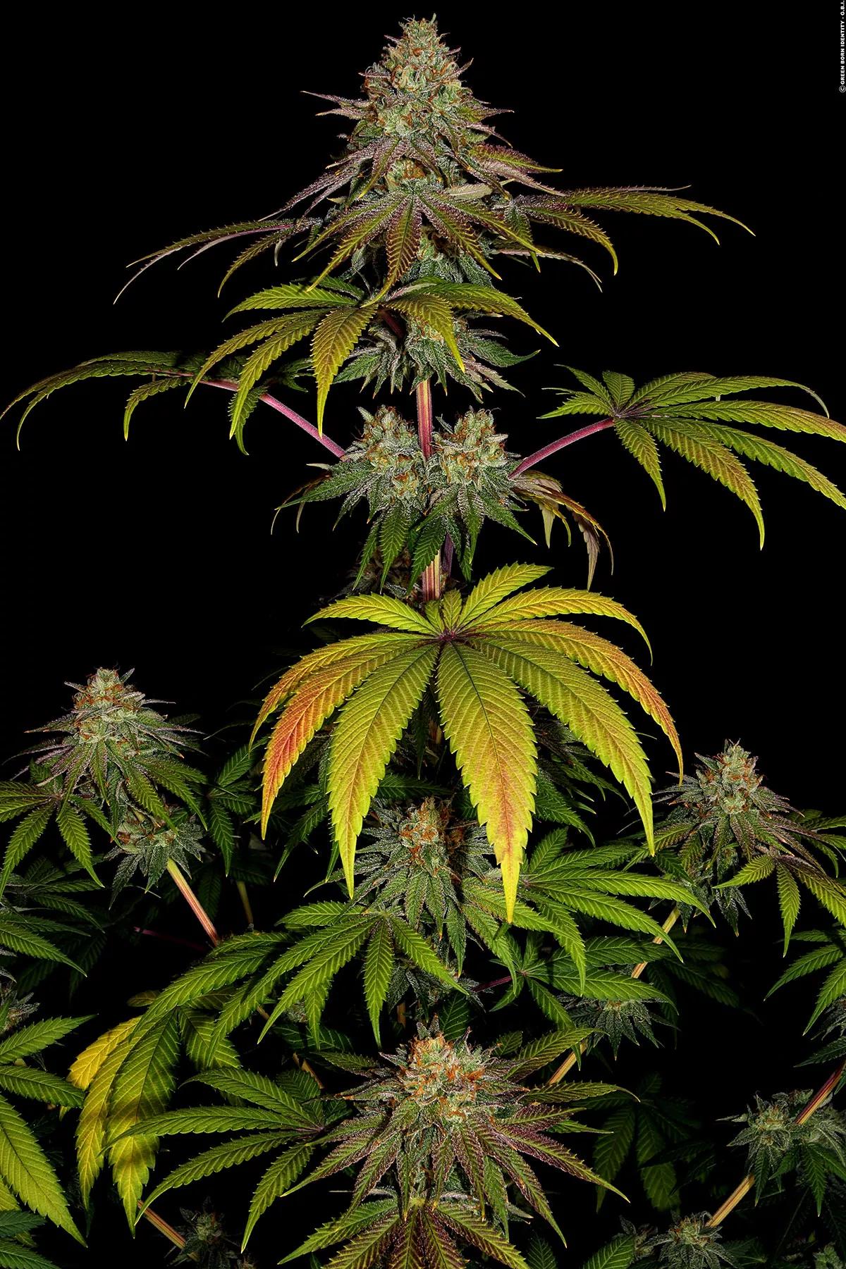 Barney’s Farm strain story Wedding Cake