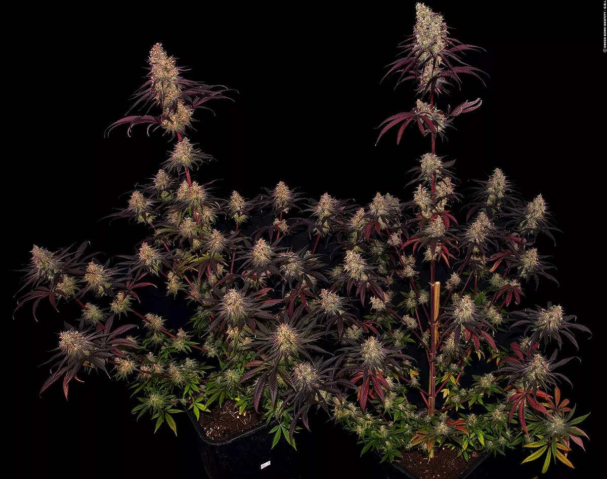 Ayahuasca Purple Barney’s Farm