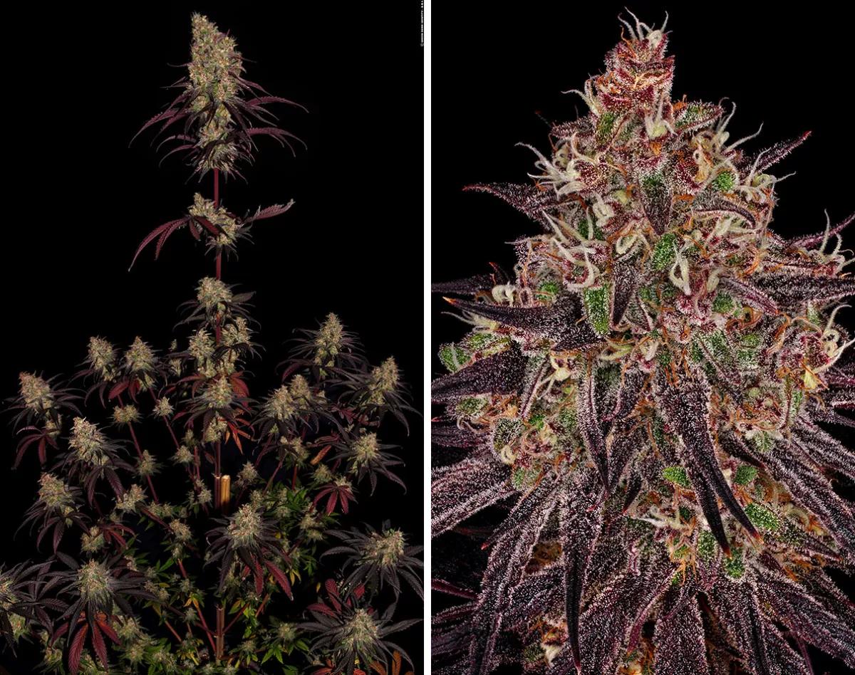 Ayahuasca Purple Barney’s Farm