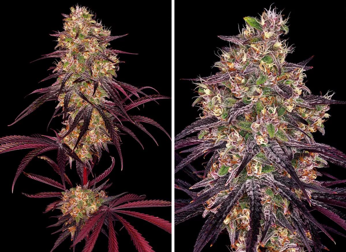 Ayahuasca Purple Barney’s Farm