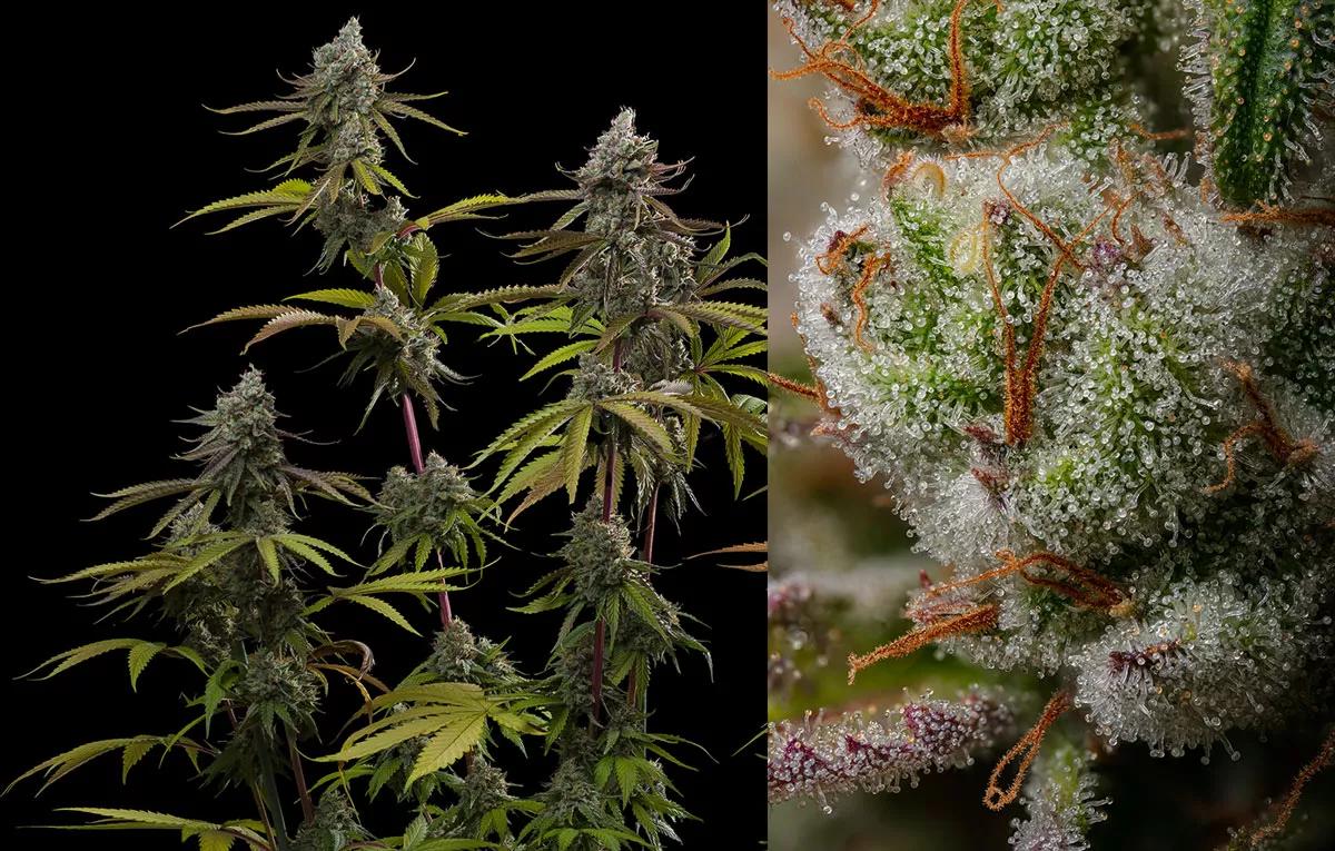 Sagrada Amnesia: una evolución de la clásica holandesa Amnesia Haze, desarollada en Barcelona