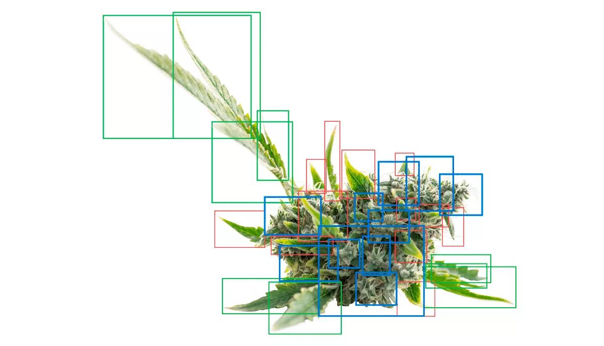 La Inteligencia Artificial ya es capaz de hacer la manicura de las flores de cannabis