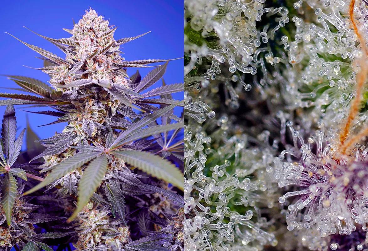 Pineapple Slush XL Auto®