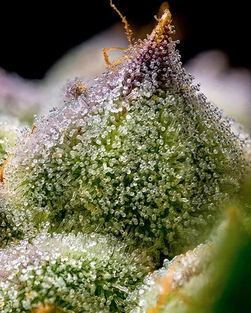 Super Boof, de Barney’s Farm 