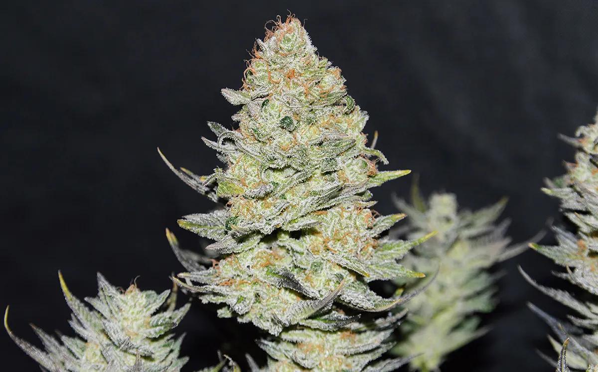 Delicious Cookies Auto: la evolución sativa autofloreciente definitiva