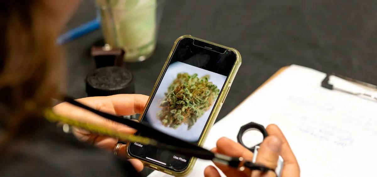 Ganjier: el nuevo experto del cannabis