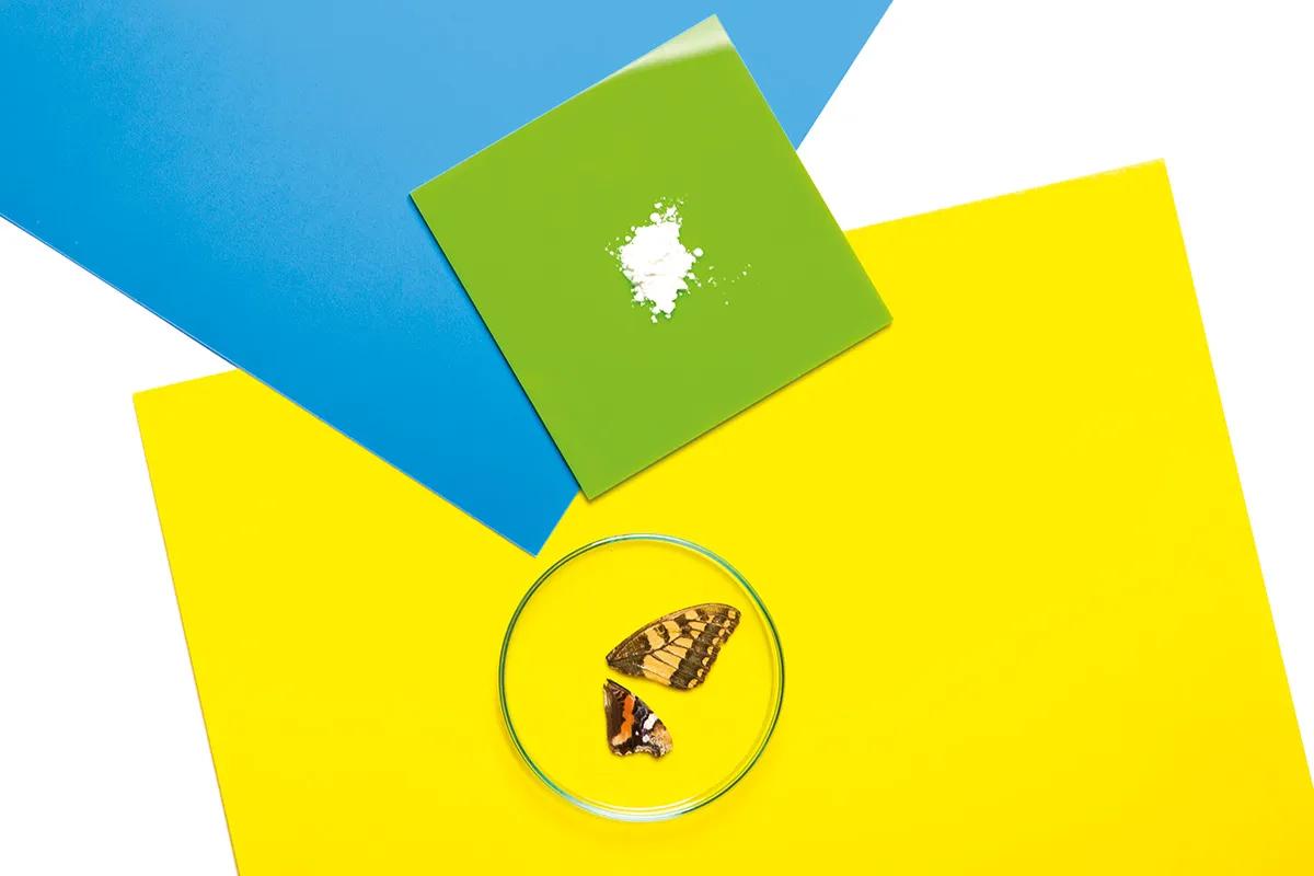 Drogas ‘fly’: las poderosas mariposas del mundo psicofarmacológico