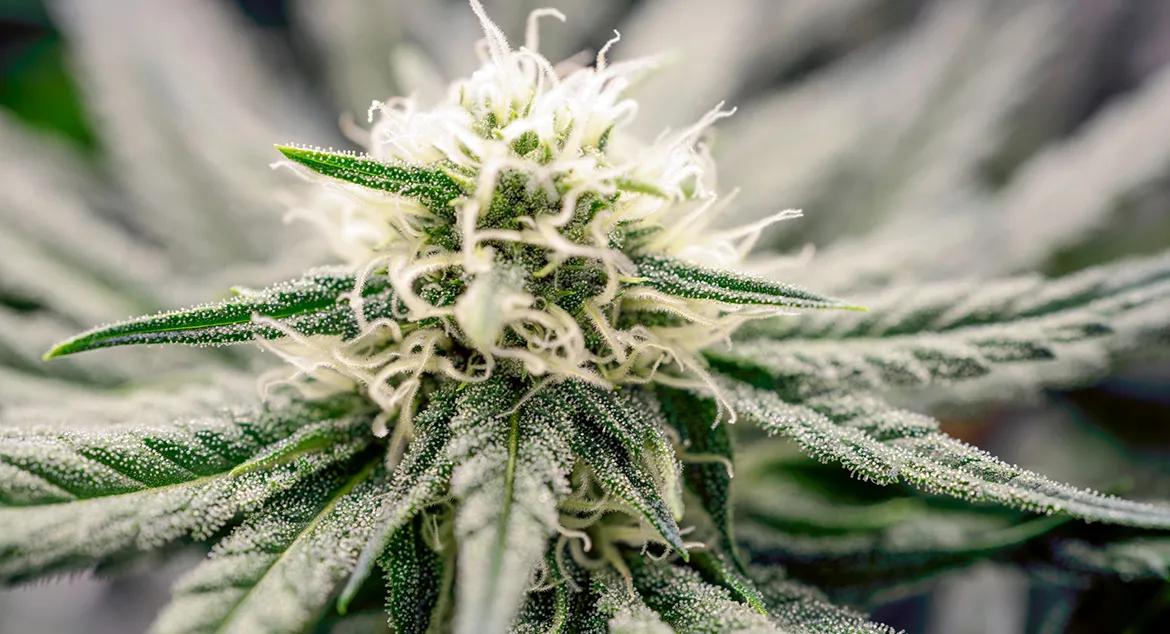 Cultivo orgánico en floración