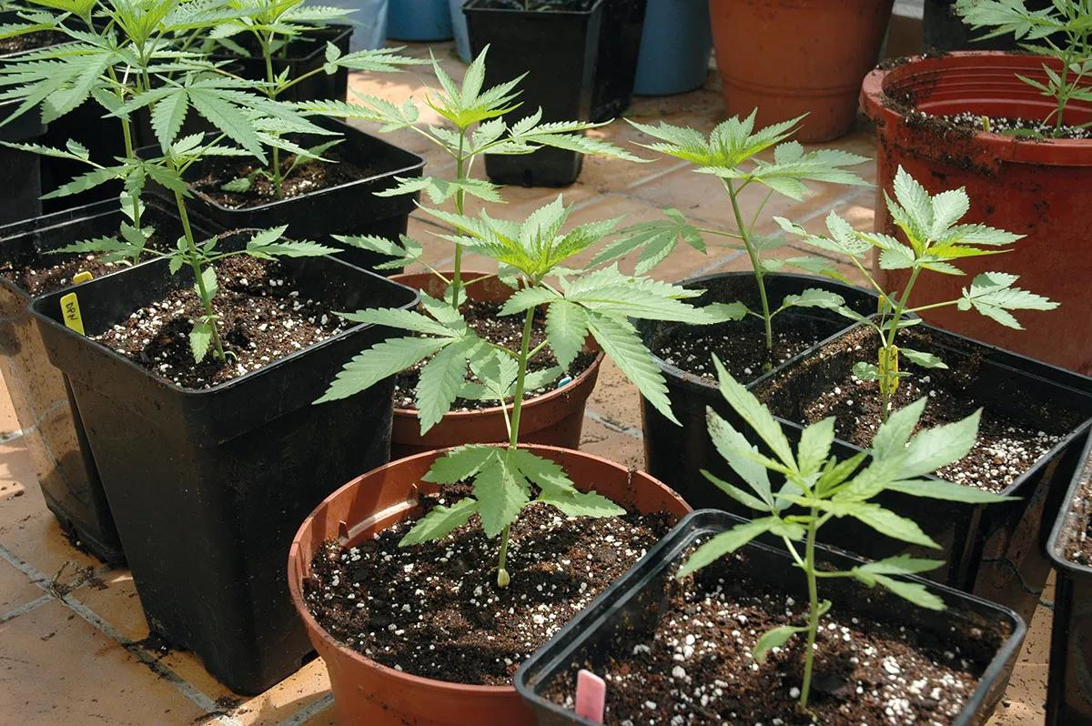 El agua en el cultivo: cómo influye el riego en las plantas 