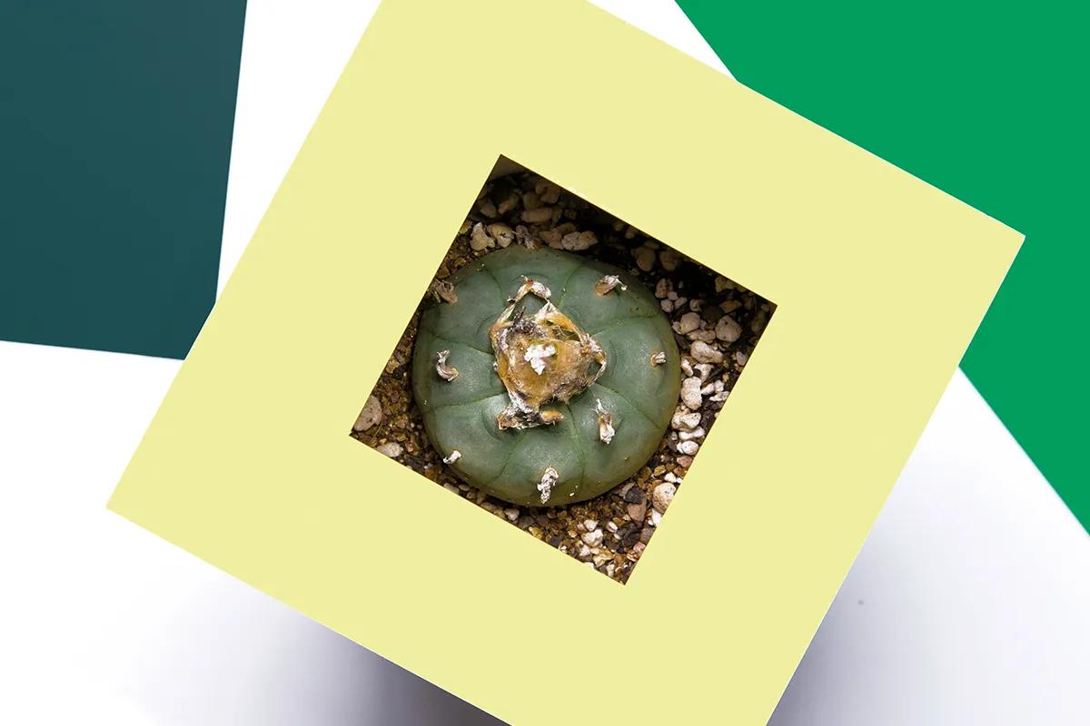 Falsos peyotes, verdaderos peyotes