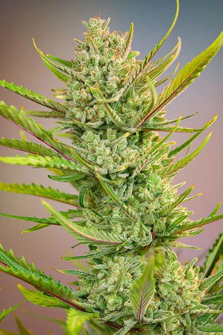 Monster Maker® de Sweet Seeds®. Una sinfonía resinosa con alma cítrica