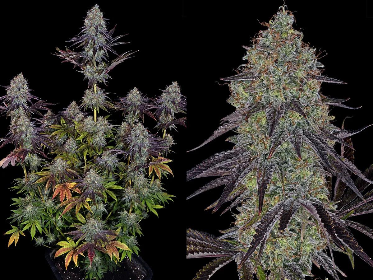 Sour Diesel: brillo atemporal de la vieja escuela