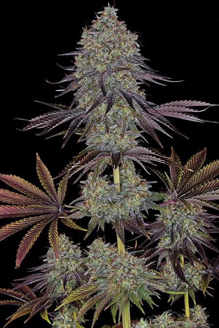 Sour Diesel: brillo atemporal de la vieja escuela