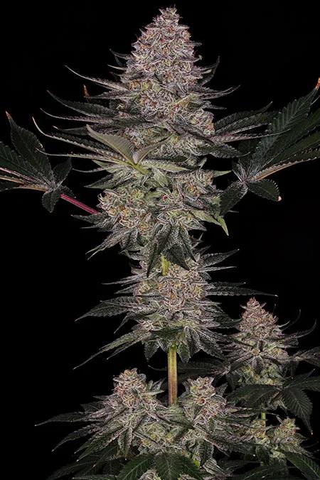 Super Boof protagoniza el espectáculo de la variedad del año