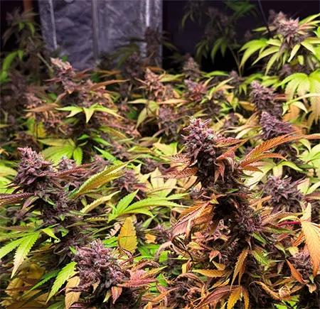 Grandpa Zombie: el apocalipsis nunca fue tan tranquilo