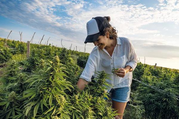 Uruguay una década de cannabis legal Fotos: Matilde Campodónico y Parlamento del Uruguay